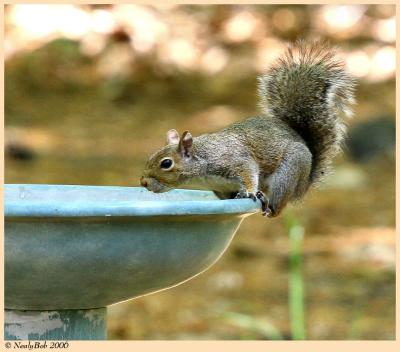 Thirsty Squirrel April 4 *