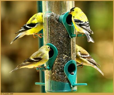 4 Goldfinches April 5 *
