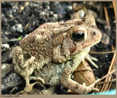 Fat Little Toad April 8 *