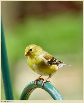 Goldfinch April 11 *
