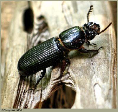 Beetle Bug April 21 *