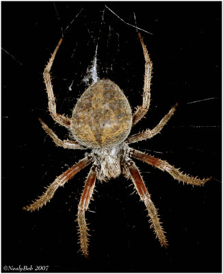 Creepy Spider November 6 *