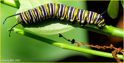 Monarch Caterpillar December 18