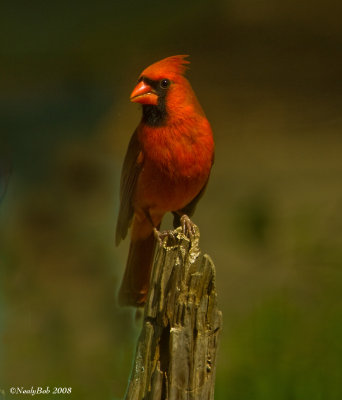 Cardinal March 25