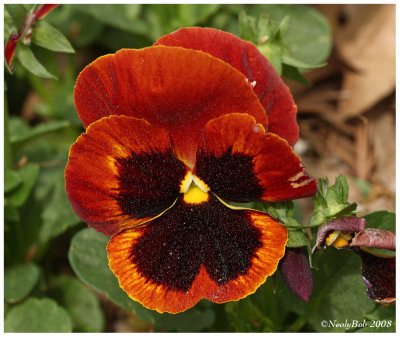 Pansy March 29