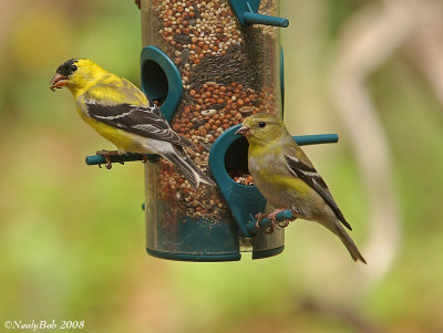 Two Goldfinches April 4