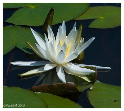 Water Lily April 30