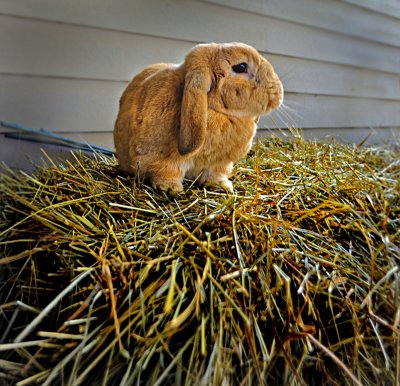 g3/52/540352/3/120111353.InVMPTcB.jpg