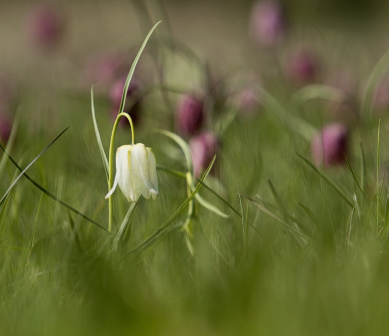 Snakeshead fritillary.jpg