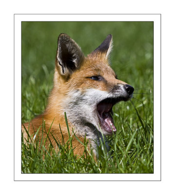 Fox cub.jpg