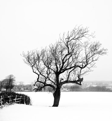 lone tree.