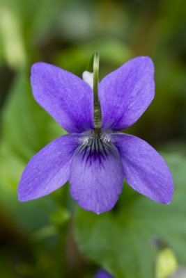 wild violet detail.jpg