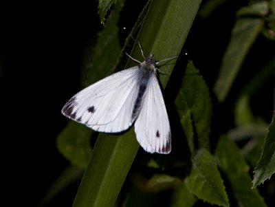 Large White  Pieris brassicae.jpg