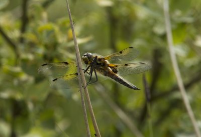 four spotted Chaser.jpg