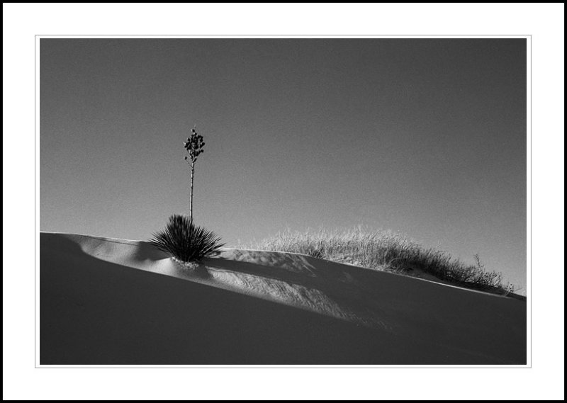 Yucca, White Sands