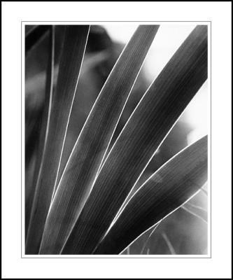Iris leaves, 1959
