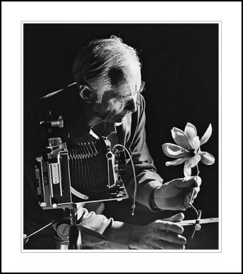Max Dupain with magnolia, 1983