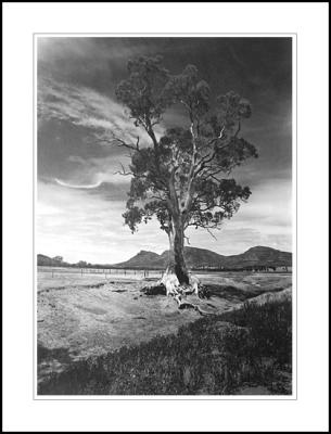 Cazneaux tree portrait