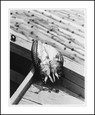Fish drying, Mykonos, 1982