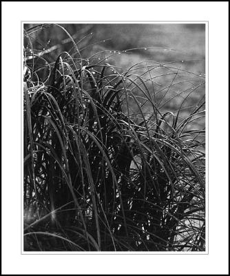 Grasses, Noosa