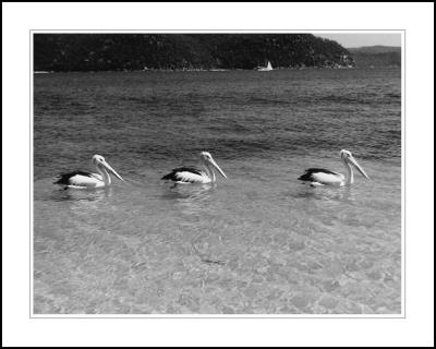 Pelicans Palm Beach, 1995