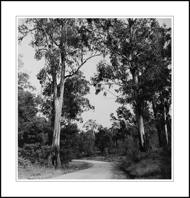 Road and gums