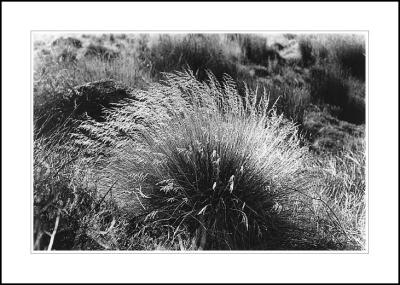 Thredbo grasses 1980