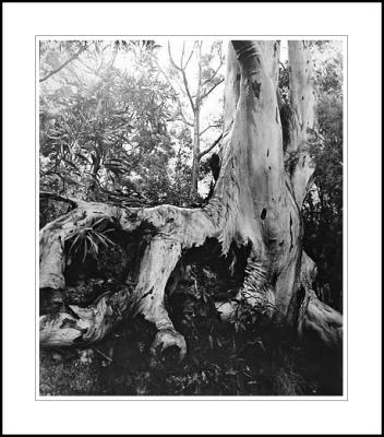 Tree in the wet South Coast