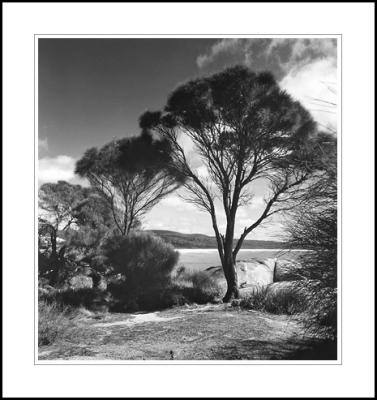 Tree, Tasmania, 2005