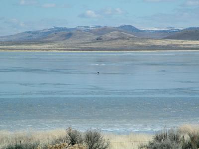 If you see the speck in the center of frame--bald eagle sitting on the ice.