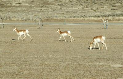 Antelope grazing in a field near Crane, Oregon.