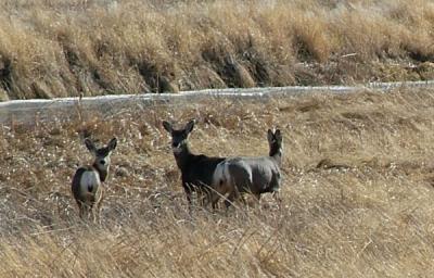Mule deer on the way to Frenchglen.
