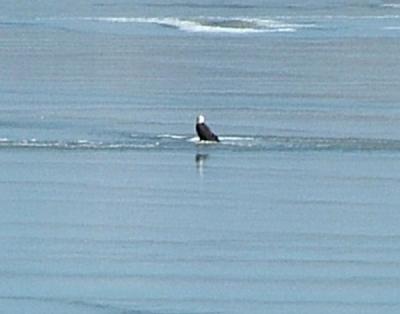 This is the same bald eagle cropped out.  Too far away for good quality.