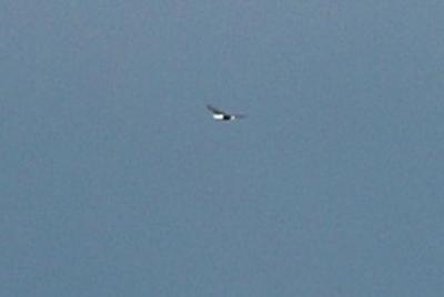 Cropped to Get Eagle--Too Far Away
