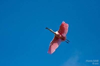 _MG_7024.jpg