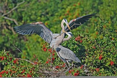 Great blue heron mating pair