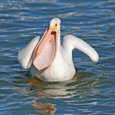 White pelican toilet bowl shot