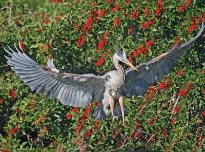 Great blue heron