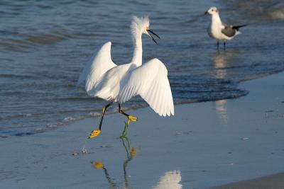 Get off my beach!