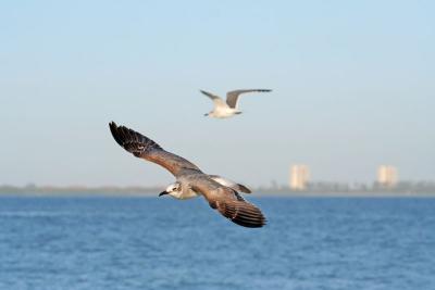 Gulls in flight with Ft.  Myers in the background