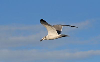 Gull in flight