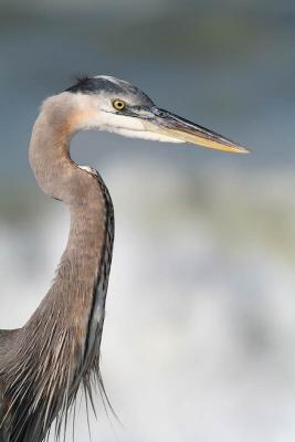 Great blue heron