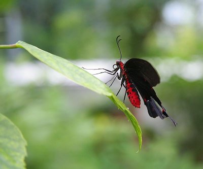 IMG_2425.jpg