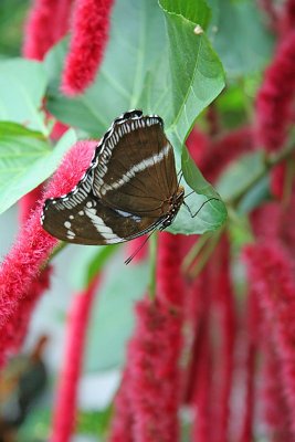 IMG_2446.jpg