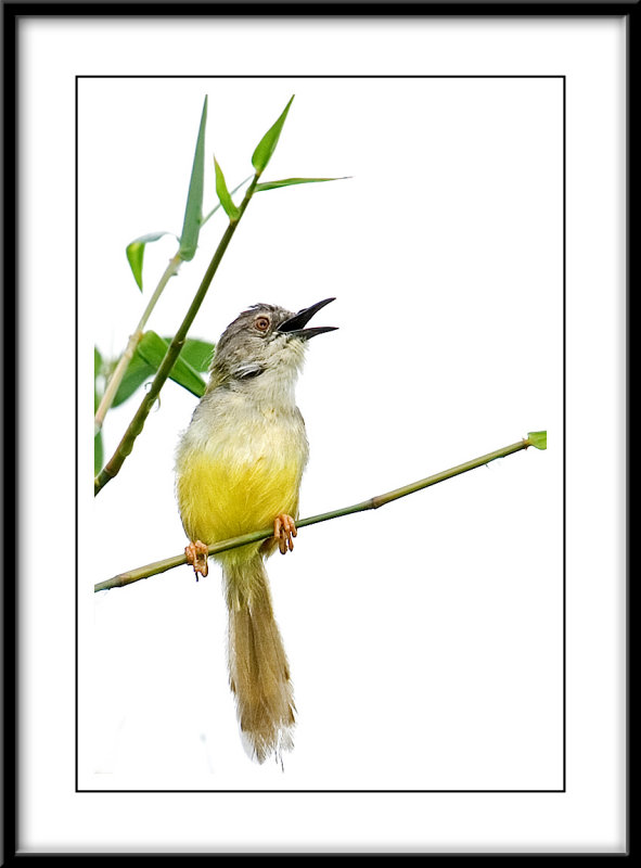 Yellow Bellied Prinia.jpg