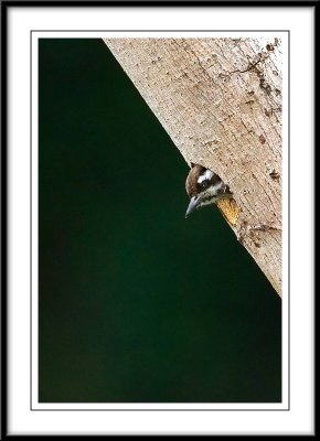 Female Sunda Woodpecker 2.jpg