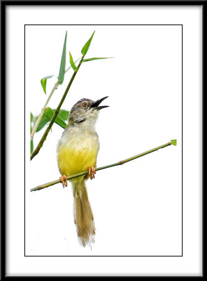 Yellow Bellied Prinia.jpg