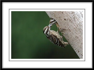 Sunda Woodpeckers.jpg