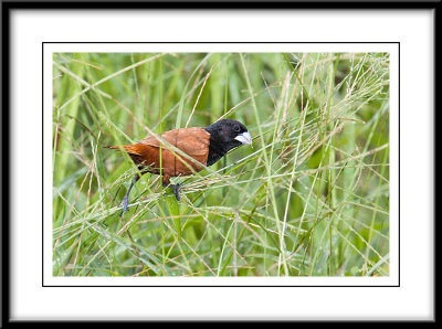 Black-Headed Munia.jpg