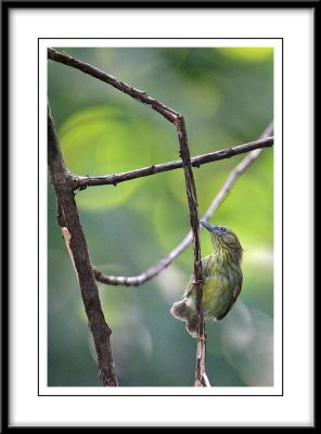 Stripe Tit Babbler.jpg